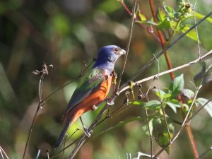 Painted Bunting