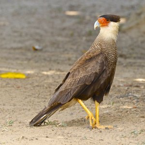 Southern Caracara