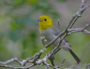 yellow-headed warbler