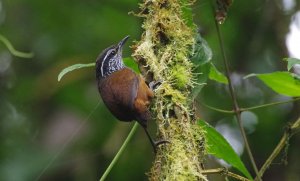 gray-breasted wood wren