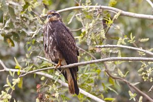 Snail Kite (juvenile)