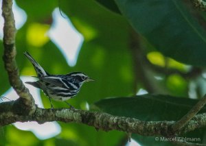 black-and-white warbler