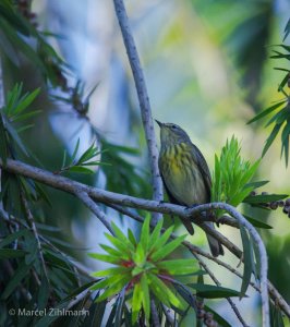 cape may warbler