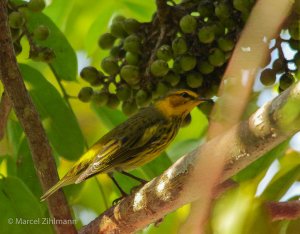 cape may warbler