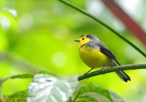 collared redstart