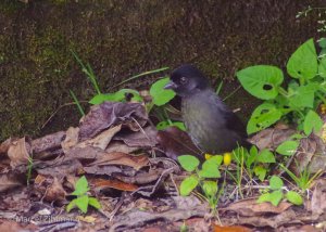 yellow-thighed finch