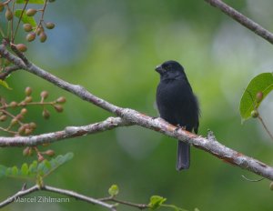 Cuban Bullfinch