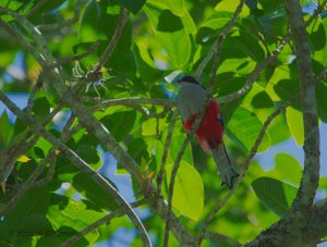 cuban trogon