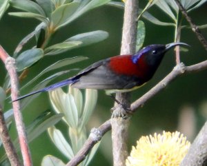 Black-throated Sunbird