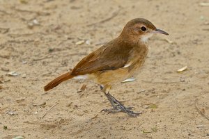 Rufous Hornero