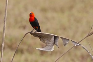 Scarlet-headed Blackbird