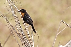 Scarlet-headed Blackbird (juvenile)