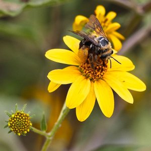 Sunflower Bee (female)