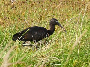 Glossy Ibis