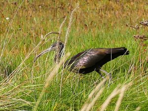 Glossy Ibis