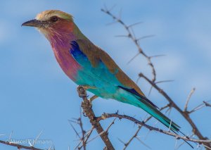 lilac-breasted roller