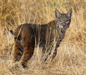 Bobcat