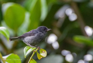 slaty flowerpiercer