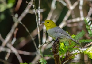 yellow-headed warbler II