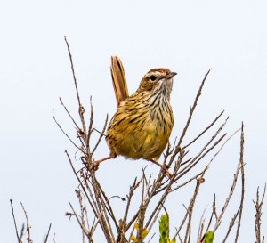 Striated fieldwren