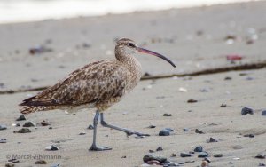 whimbrel