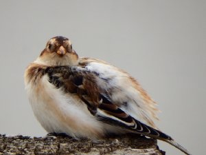 Snow Bunting