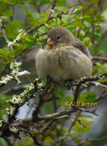 Medium Tree Finch