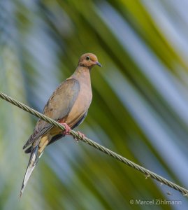 mourning dove