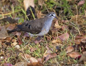 Tamborine Dove ETH SER