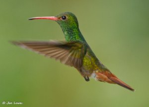 Rufous-tailed Hummingbird