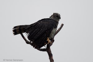 Harpy Eagle