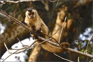 Tufted Capuchin (juvenile)