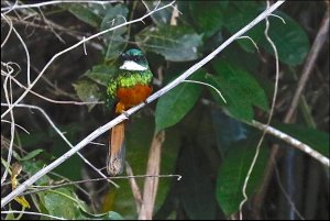 Rufous-tailed Jacamar (male)