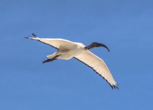 Sacred Ibis