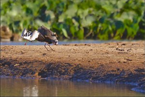 Pied Lapwing and Southern Lapwing