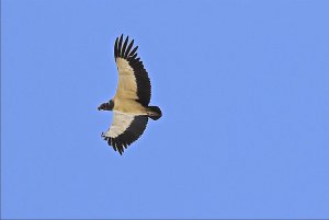 King Vulture