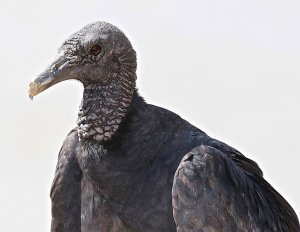 Black Vulture