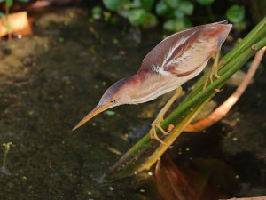 Least Bittern, Female