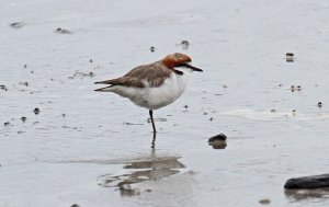 Red-capped Plover