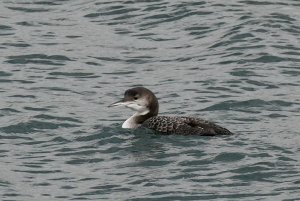 Great Northern Diver