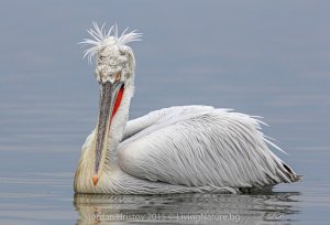 Dalmatian Pelican photography