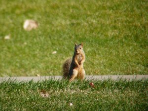 American Red Squirrel