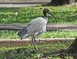 Australian White Ibis