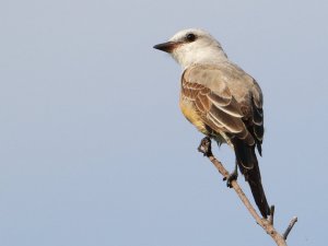 Scissor-tailed Flycatcher, Juvenile