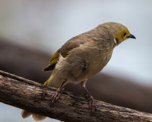 White-plumed Honeyeater