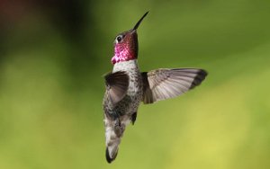 Anna's hummingbird