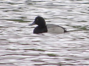 Scaup