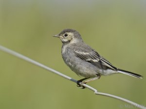 Pied Wagtail Juvenile