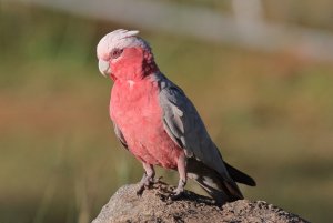 Galah