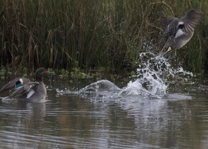 Teal in Durham